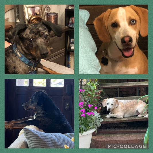 The Tale of Antoine and Rosco