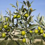 CHILEAN HOJIBLANCA First Cold Pressed Extra Virgin Olive Oil (EVOO)