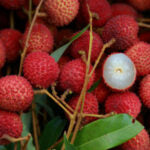 LYCHEE White Balsamic Vinegar