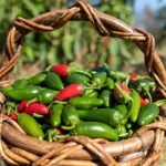 VERA CRUZ CHILE Infused First Cold Pressed Extra Virgin Olive Oil (EVOO)