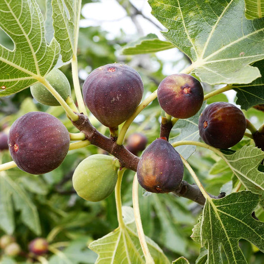 Climbing Fig Trees