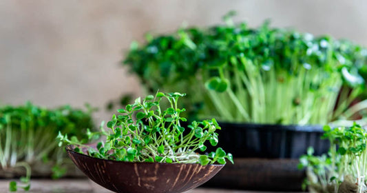 The Growth of Microgreens