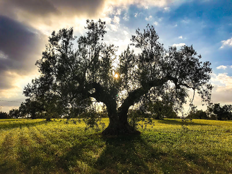 "First Cold Pressed" Olive Oils