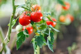 Southern Simplicity & Tomato Bliss