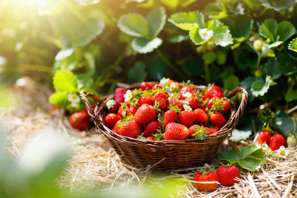 STRAWBERRY Infused First Cold Pressed Extra Virgin Olive Oil (EVOO)