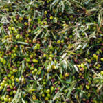 SPANISH PICUAL First Cold Pressed Extra Virgin Olive Oil (EVOO)